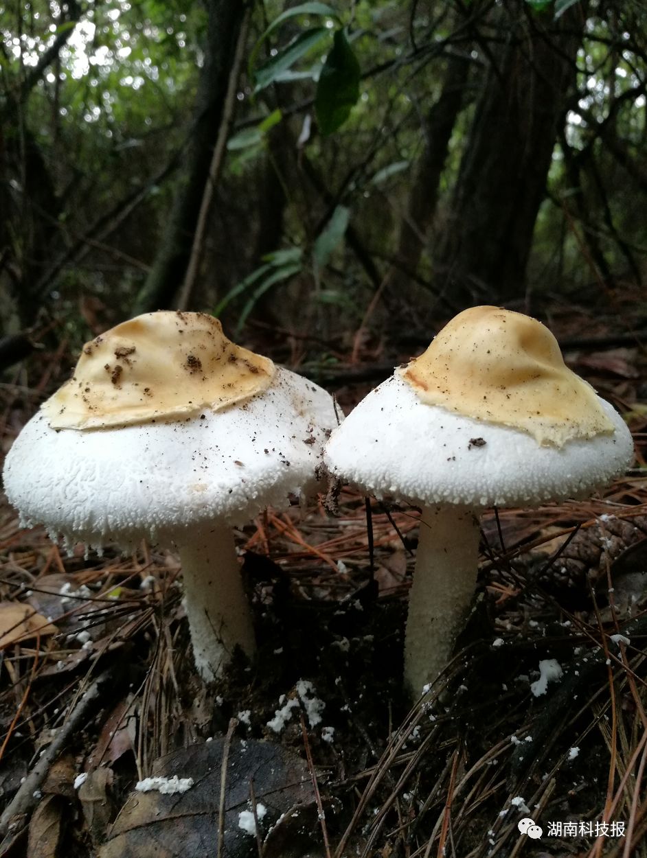 权威专家教你识别常见毒蘑菇