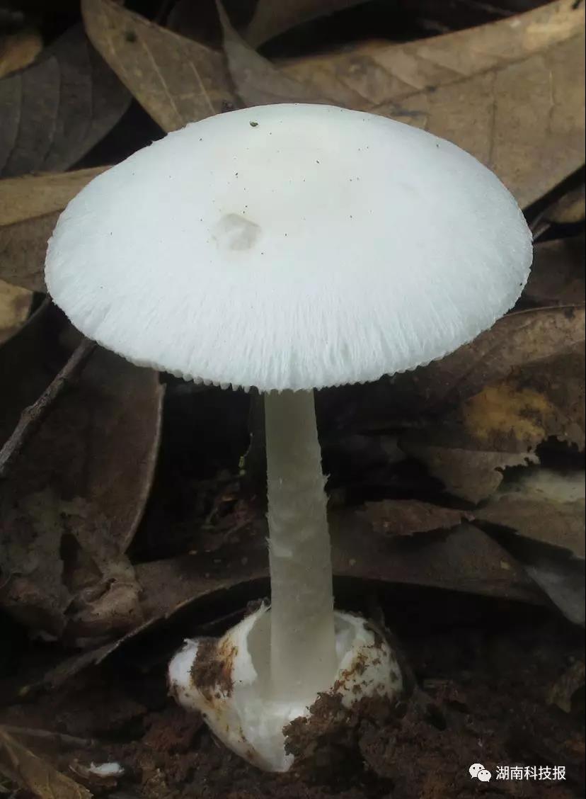 权威专家教你识别常见毒蘑菇