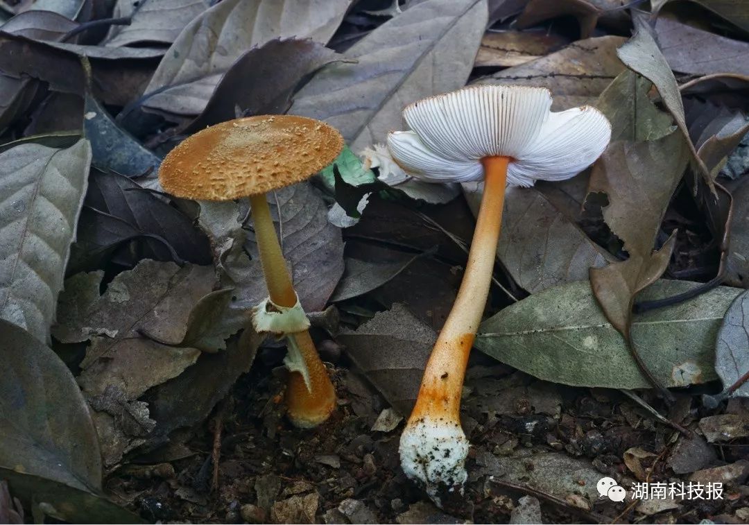误食毒蘑菇可致丧命权威专家教你识别常见毒蘑菇