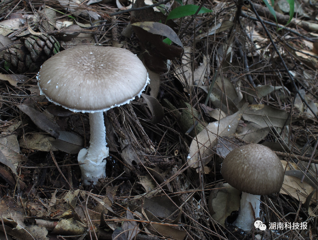 68"受伤变色或者有乳汁流出是很多科属如牛肝菌科,红菇科的一个特征