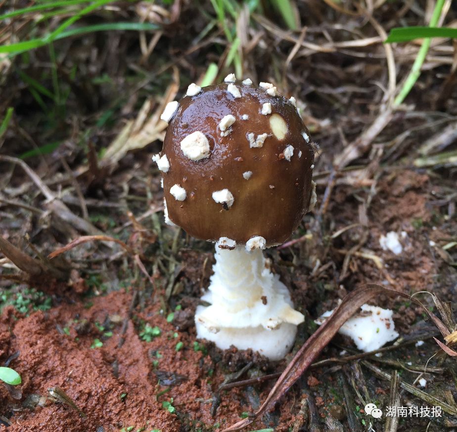    误食毒蘑菇可致丧命!权威专家教你识别常见毒蘑菇_食品药