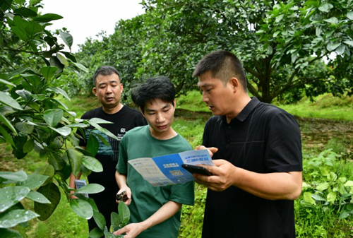 李姣摄686868685月6日,雨后清晨,嗅着淡雅的柚子花香,湖南省
