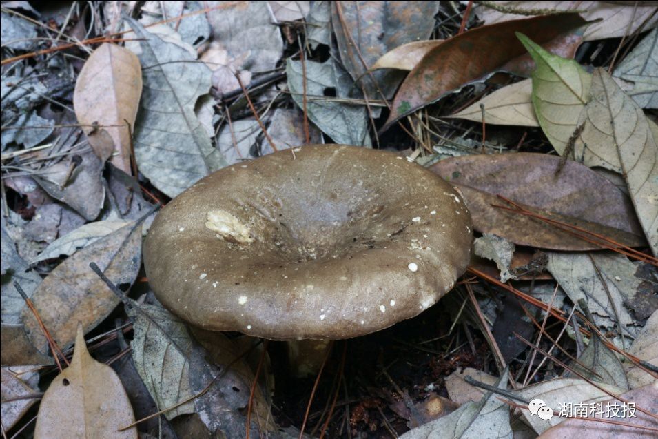 通知公告中毒症状:误食亚稀褶红菇后,发病时间最短的为10分钟,其余均