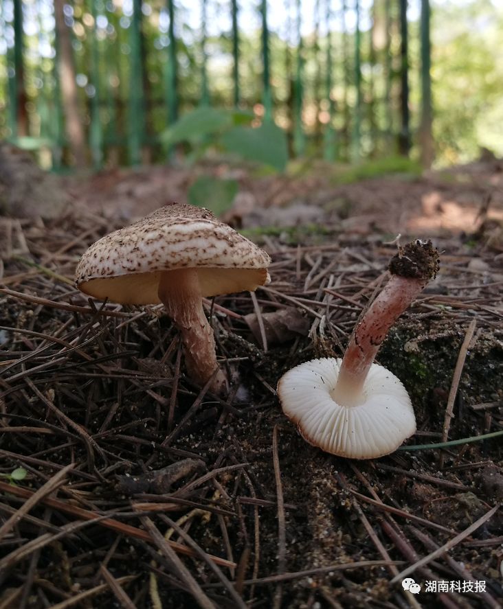 肉褐鳞环柄菇