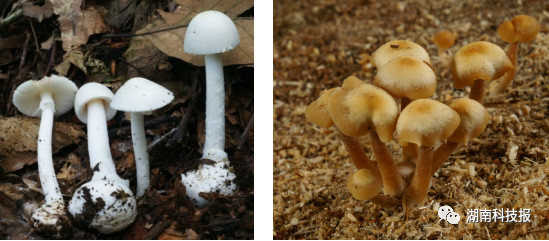 "在我国,70%的蘑菇中毒导致死亡事件是由鹅膏菌属中的种类所引起.