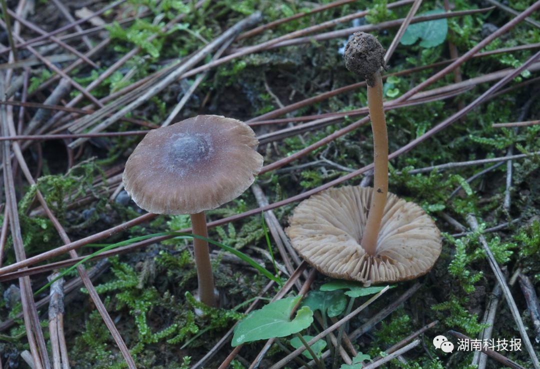 误区四:受伤变色或者有分泌物的蘑菇有毒.