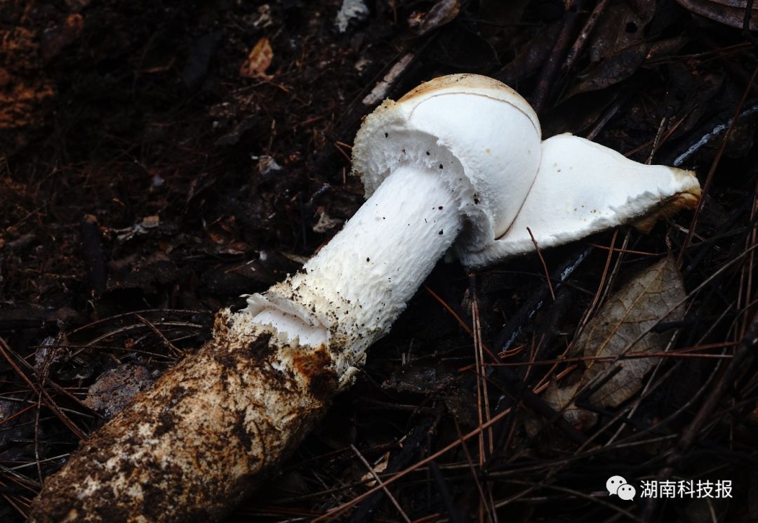 误食毒蘑菇可致丧命权威专家教你识别常见毒蘑菇