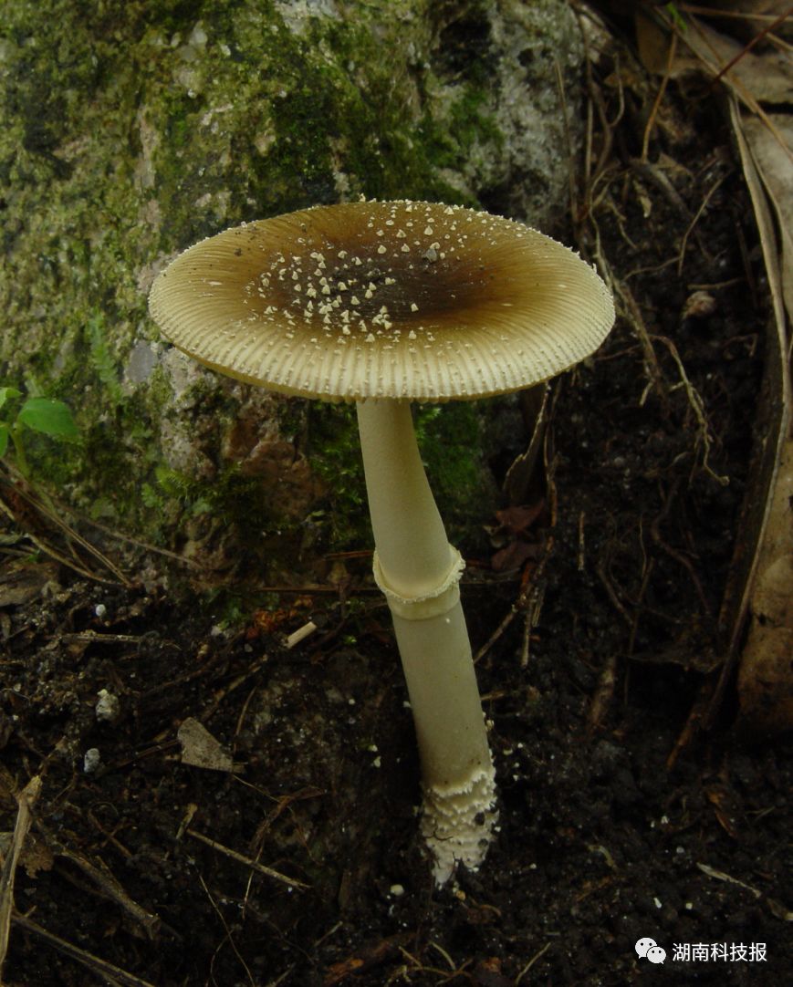 误食毒蘑菇可致丧命权威专家教你识别常见毒蘑菇